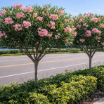 Oleander obyčajný (Nerium oleander) ´DOUBLE PINK´ - výška 70-90 cm, obvod kmeňa 6/8 cm, kont. C5L (-10/-12°C) - NA KMIENKU